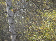 Enlarge photo 65