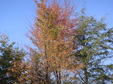 Enlarge photo 63