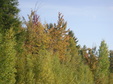 Enlarge photo 62