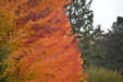 Enlarge photo 42