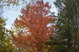 Enlarge photo 50