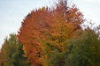 Enlarge photo 51