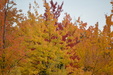 Enlarge photo 57