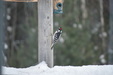Enlarge photo 19