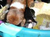 Gabby and Pups