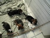 Gabby pups 8 weeks