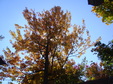 Enlarge photo 49