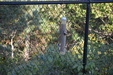 Backyard Sep 2015