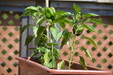 Enlarge photo 51
