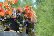 Enlarge photo 10
