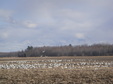 Snow geese