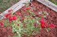 Enlarge photo 30
