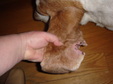 Summer 2009 hounds