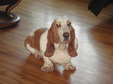 Hound sitting 062012