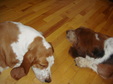 Houndsitting and Long Sault show 2013