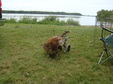 Enlarge photo 43