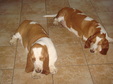Houndsitting Fall 2012