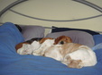 Enlarge photo 44