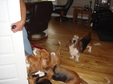 Hound sitting Sept 2013