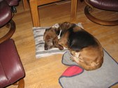 Enlarge photo 12