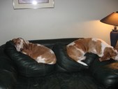 Enlarge photo 41