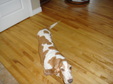 Enlarge photo 37
