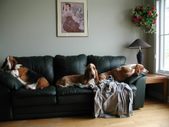 June - July Dogs