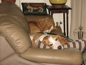 Enlarge photo 38