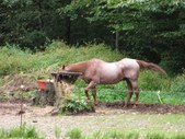 Enlarge photo 41