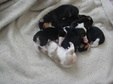 Enlarge photo 42
