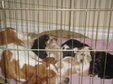 Enlarge photo 51