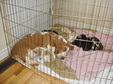 Enlarge photo 55