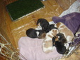 Enlarge photo 158