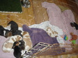 Enlarge photo 160