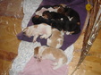 Enlarge photo 161