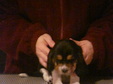 Enlarge photo 241