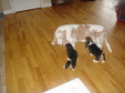 Enlarge photo 36