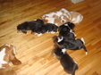 Enlarge photo 54