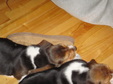 Enlarge photo 126