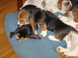 Enlarge photo 151