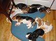 Enlarge photo 153