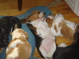Enlarge photo 173