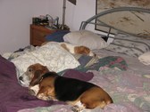 Enlarge photo 7