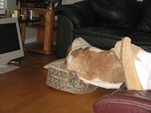 Enlarge photo 11