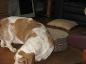 Enlarge photo 13