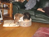 Enlarge photo 15