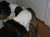 Enlarge photo 41