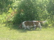 Enlarge photo 34