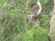 Enlarge photo 51