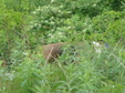 Enlarge photo 66